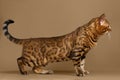 Beautiful Bengal Cat Stands on Brown background Royalty Free Stock Photo