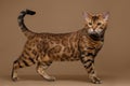 Beautiful Bengal Cat Stands on Brown background Royalty Free Stock Photo