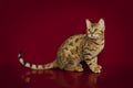 Beautiful Bengal cat on studio background.