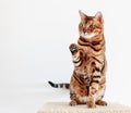 Beautiful Bengal cute cat with bright green eyes, sits on a white background with a raised paw