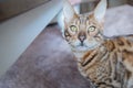 Bengal with gold eyes looking into camera Royalty Free Stock Photo