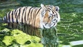 A beautiful Bengal tiger careful to cross the river