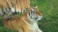 Beautiful bengal tiger lying in the grass while the other one crosses him