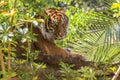 Beautiful Bengal tiger peers out from the lush vegetation of its natural habitat.