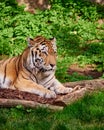 Beautiful bengali tiger portrait Royalty Free Stock Photo