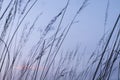 Beautiful bent grass waving in the wind at dusk