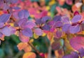 Beautiful Berberis rainbow leaves