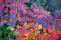 Beautiful Berberis rainbow leaves