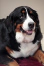 Beautiful Bernese Mountain Dog Royalty Free Stock Photo