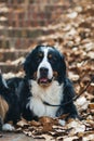 Beautiful Bernese Mountain dog