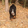 Beautiful bernese mountain dog running Royalty Free Stock Photo