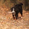 Beautiful bernese mountain dog running Royalty Free Stock Photo