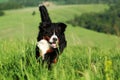 Beautiful Bernese mountain dog runs