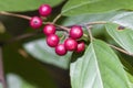 Buckthorn Red Berries - Rhamnus caroliniana
