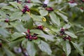 Buckthorn Bush with Red and Black Berries - Rhamnus caroliniana