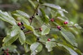 Buckthorn Bush with Red Purple and Black Berries - Rhamnus caroliniana