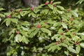 Buckthorn Bush with Red Berries - Rhamnus caroliniana