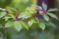 Buckthorn Bush with Red Purple and Black Berries - Rhamnus caroliniana