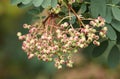 The beautiful berries growing on a Rowan Tree, in a garden in the UK. Royalty Free Stock Photo