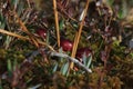 Vaccinium oxycoccos in sphagnum moss. Cranberries.