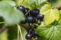 Beautiful berry branch black currant bush with green leaves in rural, berry branch black currant bush in garden, close up Royalty Free Stock Photo