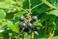 Beautiful berry branch black currant bush with natural leaves Royalty Free Stock Photo