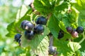 Beautiful berry branch black currant bush with natural leaves Royalty Free Stock Photo