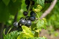 Beautiful berry branch black currant bush with natural leaves Royalty Free Stock Photo