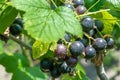 Beautiful berry branch black currant bush with natural leaves Royalty Free Stock Photo