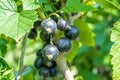 Beautiful berry branch black currant bush with natural leaves Royalty Free Stock Photo