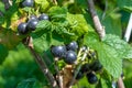 Beautiful berry branch black currant bush with natural leaves Royalty Free Stock Photo