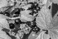 Beautiful berry branch black currant bush with natural leaves Royalty Free Stock Photo