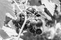 Beautiful berry branch black currant bush with natural leaves Royalty Free Stock Photo