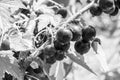 Beautiful berry branch black currant bush with natural leaves Royalty Free Stock Photo