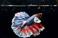 Beautiful Betta fish swims in aquarium with water buble Royalty Free Stock Photo