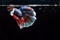 Beautiful Betta fish swims in aquarium Royalty Free Stock Photo