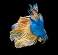 Beautiful betta splendens half moon siamese betta fish Royalty Free Stock Photo