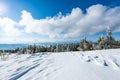 Beautiful bewitching view of the pine and spruce