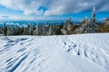 Beautiful bewitching view of the pine and spruce