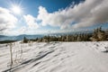 Beautiful bewitching view of the pine and spruce