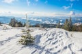 Beautiful bewitching view of the pine and spruce