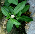 Beautiful bhringraj,eclipta prostata,wild plant with white flower and wally background