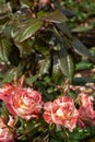 Beautiful Bi-color Abracadabra Rose
