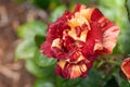 Beautiful Bi-color Abracadabra Rose