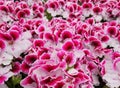 Beautiful bi-color Regal Geranium flowers blooming in the Spring