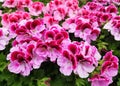 Beautiful bi-color Regal Geranium flowers blooming in the Spring