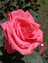 Beautiful pink coloured Rose in our garden Royalty Free Stock Photo