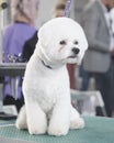 Beautiful Bichon frise after grooming close-up. Vertical photo