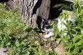 Beautiful bicolor black and white hunter cat with yellow eyes standing in high green grass watching into distance. Feline walking Royalty Free Stock Photo