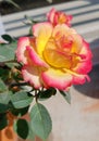 Beautiful bicolour Rose